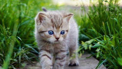 猫咪青草视频国产,国产萌宠新风尚