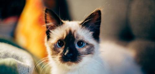 猫咪青草视频国产,国产萌宠新风尚