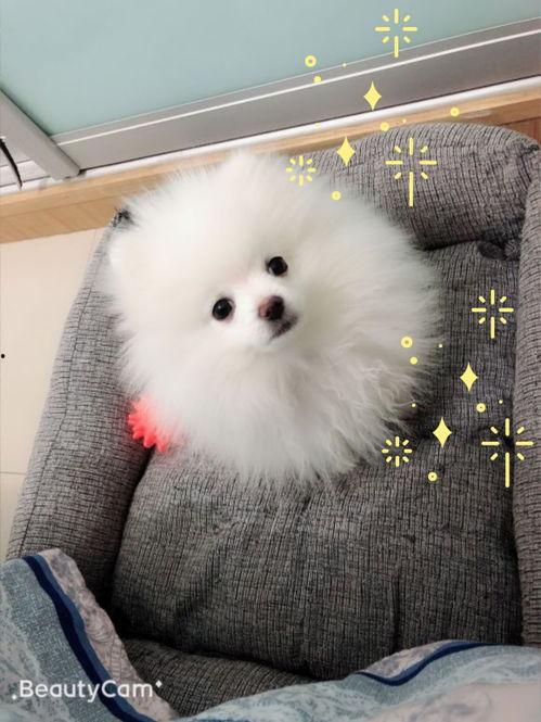 国产美毛狗粮视频,守护宠物毛发健康，尽享丝滑护理之旅