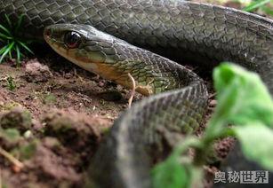 养国产棕黑蛇违法吗视频,养国产棕黑蛇是否违法？视频揭示真相