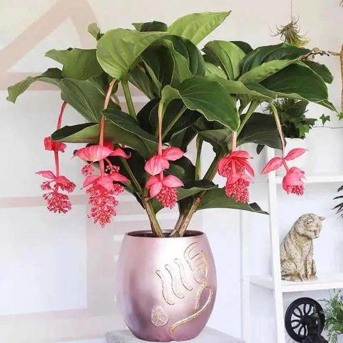 国产宝莲灯怎么养殖视频,跟随视频轻松掌握种植技巧